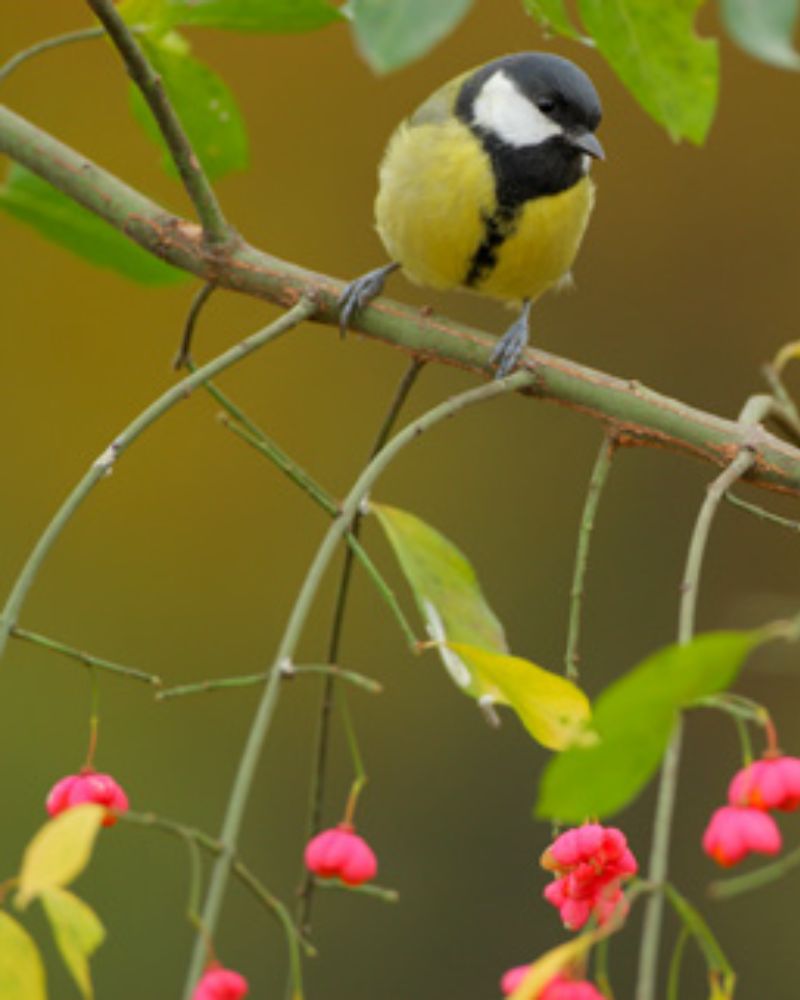 festival_chaud_devand_conference_remi_brugot5